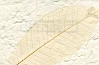 Garden Floral Leaf Paper